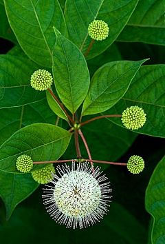 Callie雲起采集到灵感杂物箱【植物】