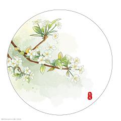 梨花
