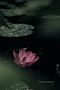 荷 花
