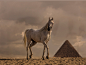 Horses (280)