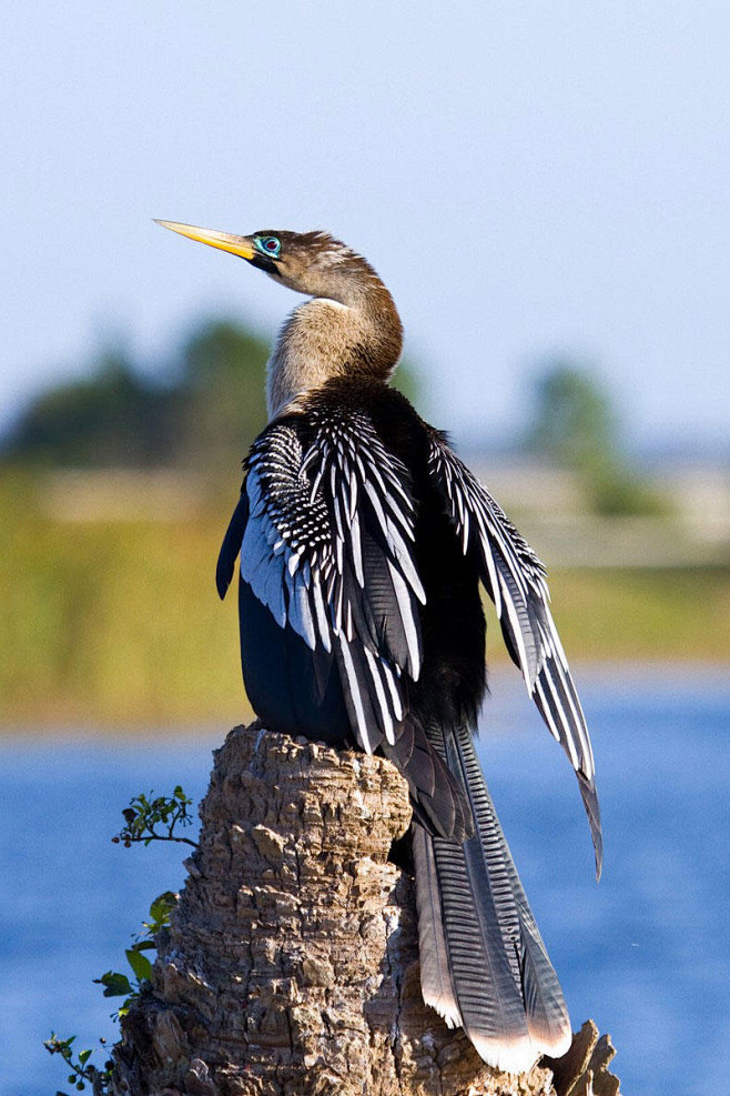 鲣鸟目蛇鹈科蛇鹈属美洲蛇鹈
