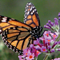 verbena