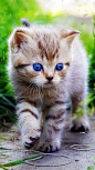 #GIF# #猫#  灬铃兰灬采集