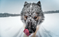 General 2560x1600 closeup nature snow winter depth of field muzzles wolf animals tongues