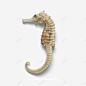 超海星海螺贝壳珊瑚海马等航洋生物主题seahors 设计图片 免费下载 页面网页 平面电商 创意素材