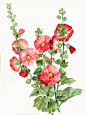 Flower watercolor hollyhocks Floral Art Watercolor painting Original 11.4x15.3