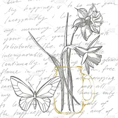 水仙花,绘画插图,手,植物学,文字,黑白图片,花,收集,手写,绘制