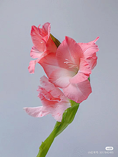 云淡风轻fanyun采集到菖蒲