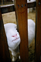 Sheep | Cutest Paw