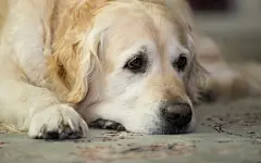 金毛寻回猎犬精美壁纸