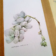 手绘多肉 mulinshan320
