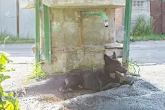 地狱的热度使一只黑狗筋疲力尽，躺在井里冷却他的身体