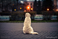 来自俄罗斯摄影师Ksenia Raykova的宠物摄影作品，她喜爱拍摄那些生动逼真的狗狗照片。