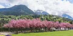 樱桃园 樱花 樱花树 观赏樱桃 公园 开花 山 花壁纸 景观
