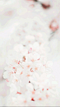 高清的唯美粉色花朵小清新手机壁纸 #粉色# #植物# #花蕾#