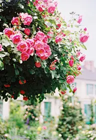 ❀·鲜花装饰我的梦