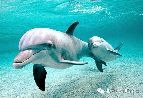 海洋、海豚、母爱、温馨