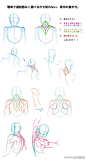 绘师ピッポ(id=1664225)的关于人体教学的讲座分享，男女人体动态、背部区别等...值得参考学习~ ​​​​