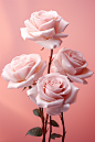 pink roses with a pink background, in the style of dreamy and romantic compositions, photobashing, nikon af600, light and airy, floral accents, award-winning, light beige and white