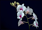 ORCHIDS 12 by THOM-B-FOTO on deviantART