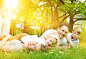 在草地上躺着的幸福的一家人高清摄影图片