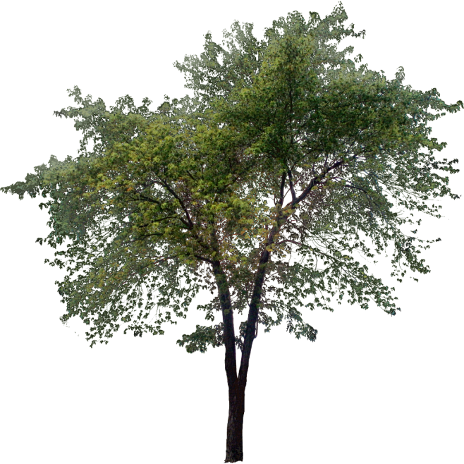 Tall-Tree.png (1004×...