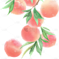 果蔬系列-通用-桃枝/桃花和桃子插画贴纸