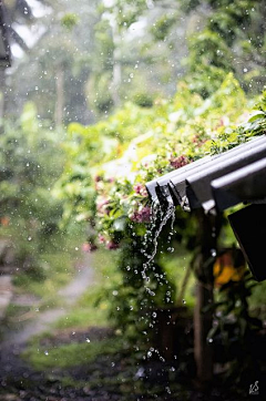 弑纱采集到雨