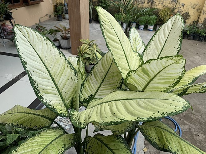 一种室内植物，叶宽，叶边缘呈黄色和微绿色