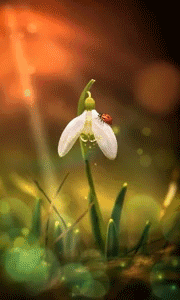 风景 小白花 粒子特效 瓢虫