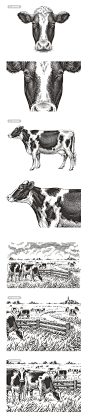 Cows for «Hutten Beef» on Behance