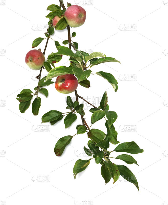 苹果,叶子,水果,白色背景,枝,分离着色...