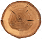 橡木板纹理与树皮，年轮和裂缝隔离在白色背景