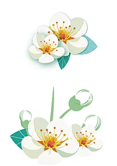 梨花朵朵开花蕾开