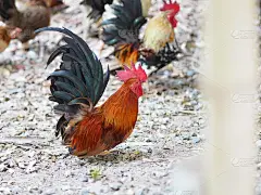 矮脚鸡身体小，个头矮，鸡冠大，色彩艳丽
