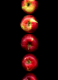 55801.04 Malus : Explore horticultural art photos on Flickr. horticultural art has uploaded 11496 photos to Flickr.