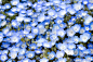 闭上Nemophila(婴儿蓝眼睛)花背景