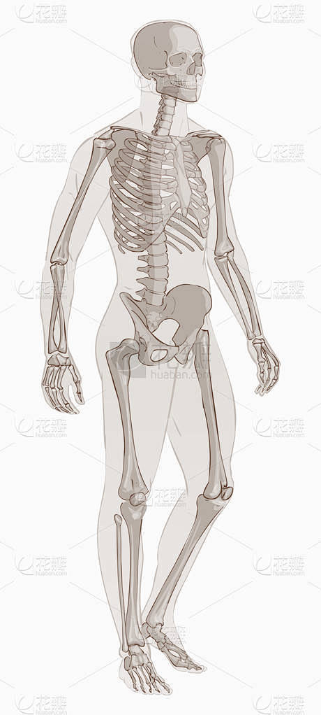人类骨骼解剖矢量 .