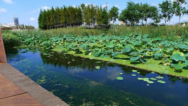 休闲好去处-上海后滩湿地公园图片9-花瓣网