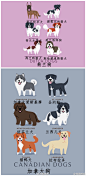 世界上的狗狗按国家和地区分类，看看你喜欢的狗来自哪儿via英国报姐