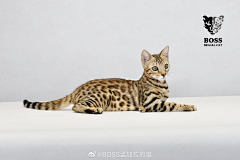 星鲸hq采集到猫