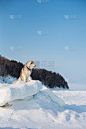 雪,雪橇犬,冻结的,西伯利亚哈士奇犬,智慧,森林,背景,侧面像,看风景,坐