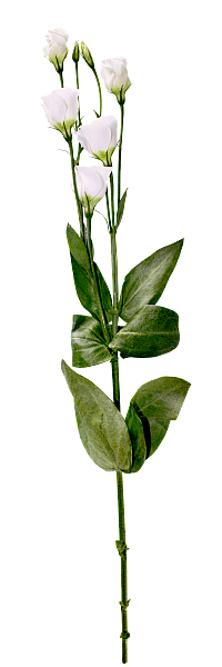 不快乐的哈哈采集到植物