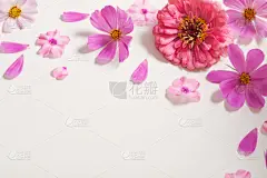 粉色,白色背景,美,贺卡,边框,艺术,水平画幅,情人节,夏天,花蕾