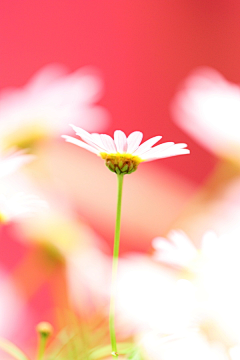 崔溪纹采集到花花