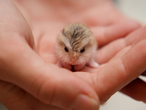 babyhamster