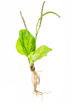 用户Ze8DaKno采集到中草药