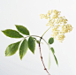 影棚拍摄,草本,花,茎,枝_74423312_Sambucus nigra, Elder, clusters of flowerbuds, and green leaves with serrated edges, close-up_创意图片_Getty Images China