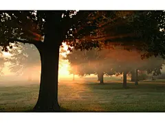 【穿过树林的阳光】穿过树林的阳光,一直麻木地走走停停。终于，找到了一方角落的阳光，却也明白那一方角落的阳光，是已经离开的人和曾有的幸福。它们安静地停留在心灵深处，感人至深，记忆犹新；然而伸出手，已经无法触及如当时的温暖了。穿过树林的阳光第7张壁纸,穿过树林的阳光第7张电脑桌面壁纸-回车桌面