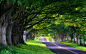 General 2560x1600 photography nature road trees grass branch green asphalt dappled sunlight